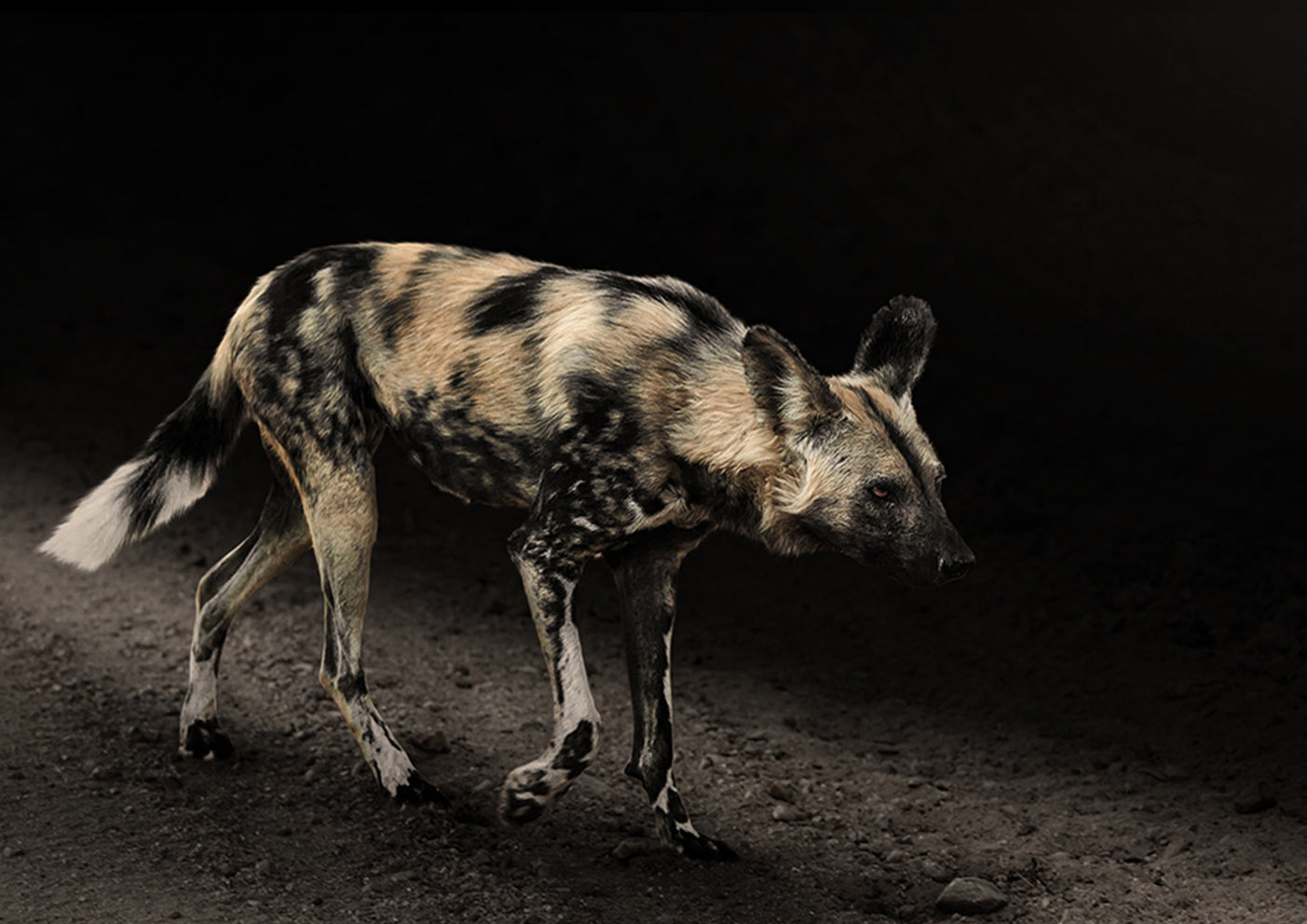 The Wilder Dog by Ryan Abbott