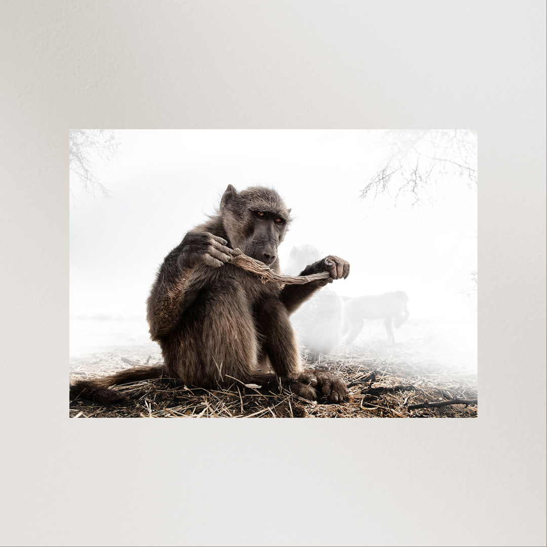 Baboon with Stick by Ryan Abbott