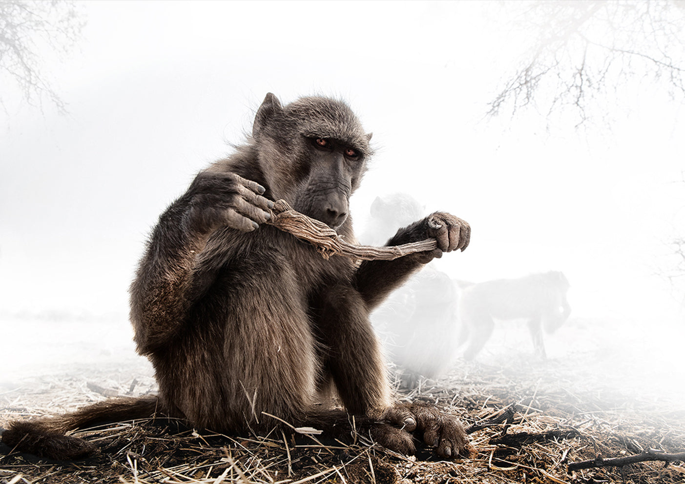 Baboon with Stick by Ryan Abbott