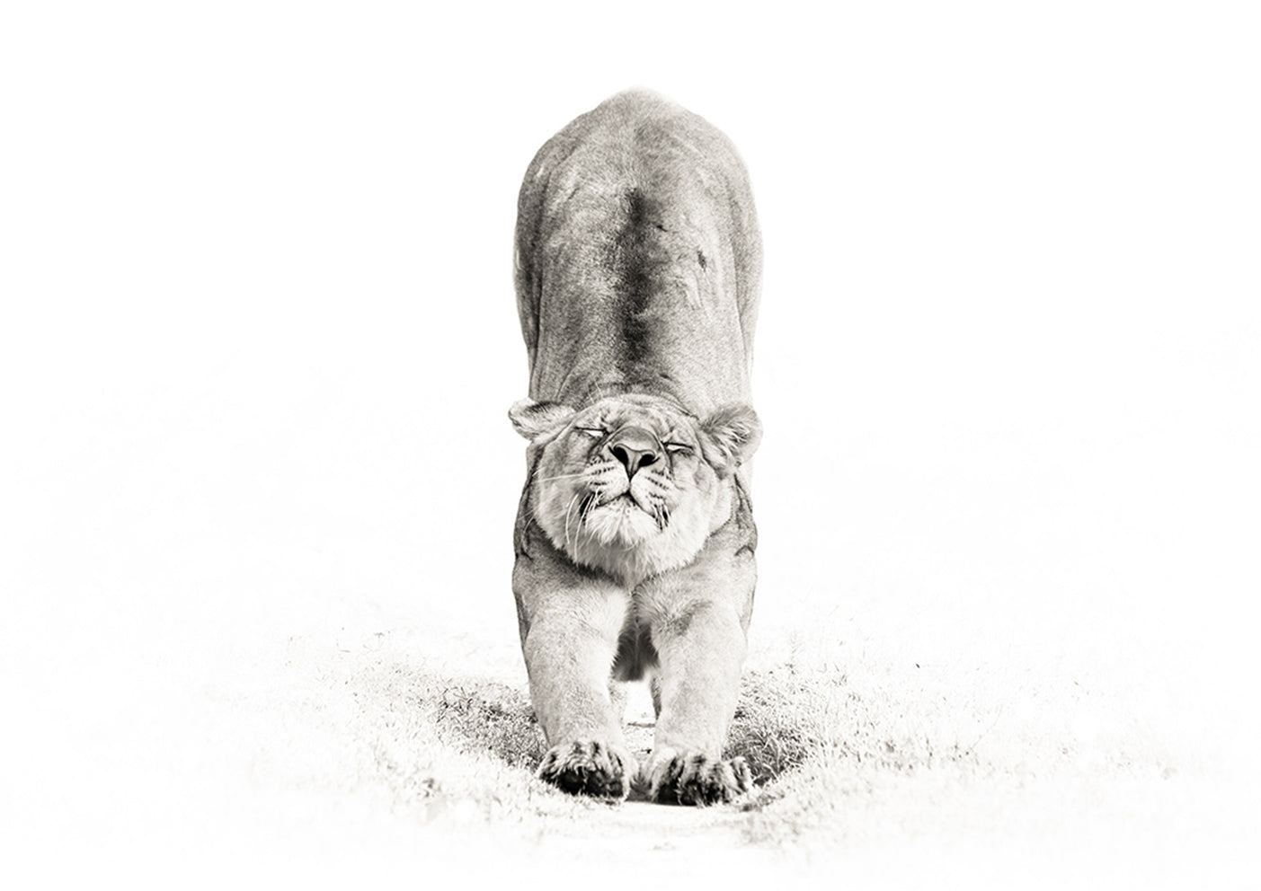 Lioness Stretch by Ryan Abbott