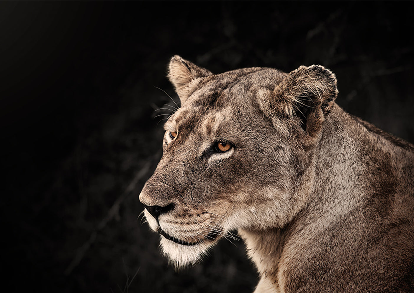 Lion In Waiting by Ryan Abbott